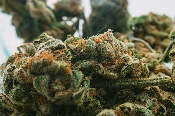 Les meilleurs des produits de chanvres les plus populaires : où trouver les produits les plus appréciés ?